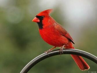 Cardinal Bird Wallpaper