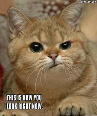 Lol Cats Hot Girls Wallpaper