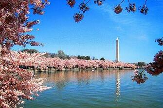 Post Spring Time With Cherry Blossom