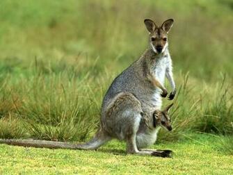 HD Wallpaper Kangaroo Desktop