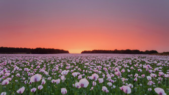 Poppy Flowers Field 4k HD Wallpaper Image Photos And Picture