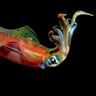 Cuttlefish Wallpaper