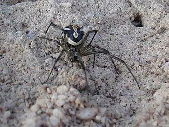 Animals Wallpaper Black Widow Spider