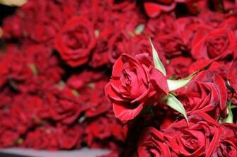 Red Roses Most Popular Rose Wallpaper Beautiful