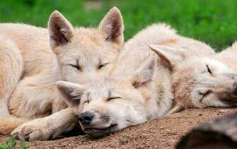 Wolf Computer Wallpaper Desktop Background Id
