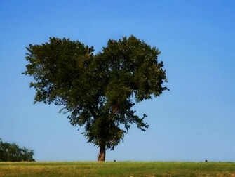 Wallpaper Love Nature