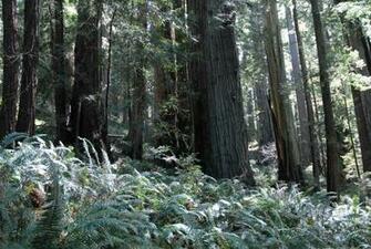 Forest Moon Of Endor By Direlda