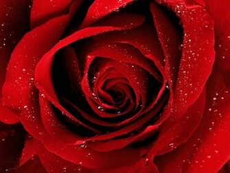 Rose Flower Wallpaper