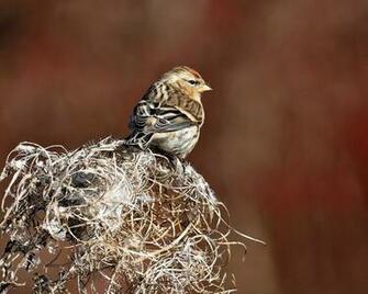 Redpoll Wallpaper