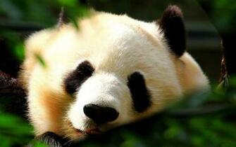 Photography Of Wild Giant Pandas In The Bamboo Forest