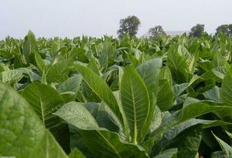 Tobacco Field Wallpaper Open Walls