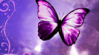 Purple Butterfly Desktop Background HD Wallpaper