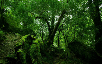Rainforest Wallpaper