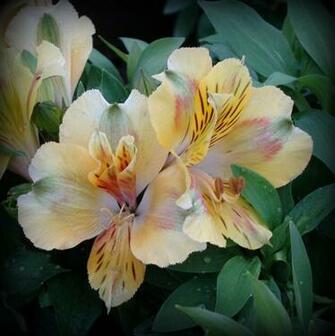 Flowers For Friday By Starglow Caedes Desktop Wallpaper