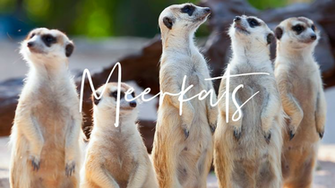 Zoom Virtual Background Meerkats Chookapeck