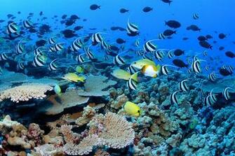 Pennantfish Pyramid And Milletseed Butterflyfish