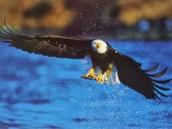 Desktop HD Wallpaper S Bald Eagles