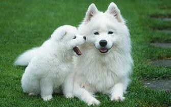 Cute Pictures Of Dogs