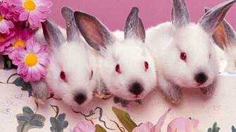 Cute Rabbit Wallpaper Clean White Best HD