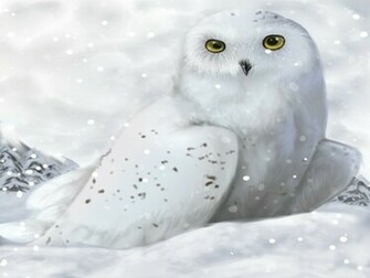 Snowy Owl Wallpaper Snow