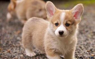 Wallpaper Puppy Welsh Corgi X