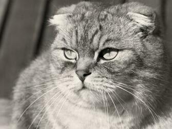 Grumpy Scottish Fold Cat Black And White Photo Desktop Wallpaper