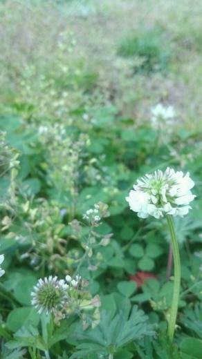 White Clover Flower Wallpaper Sc iPhone7plus