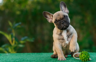 French Bull Dog 4k HD Animals Wallpaper Image Photos And Picture