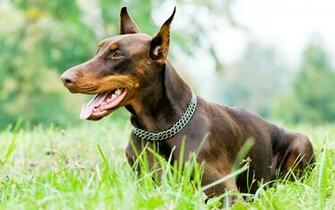 Pics Photos Doberman Pinscher Wallpaper