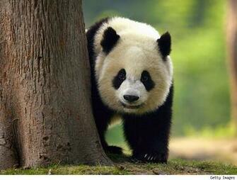 Giant Panda Wallpaper
