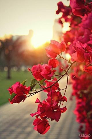 Mobile Wallpaper HD Beautiful Nature