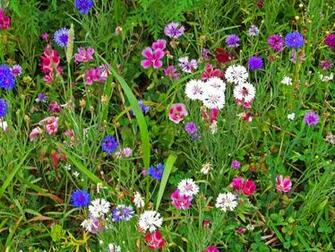 Wildflowers Stock Photo Public Domain Pictures