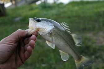 Bass Fish Wallpaper