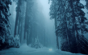 Winter Forest Wallpaper