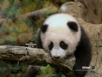 Wallpaper Pc Computer Panda Baby