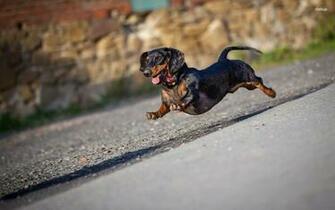 Dachshund Running Wallpaper Animal