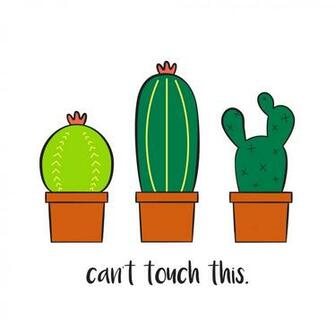 Cactus Wallpaper X Net