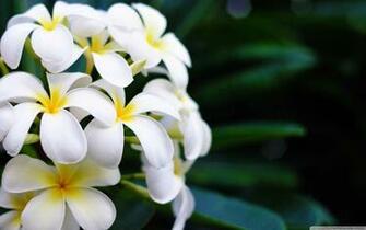 Best Pictures Beautiful Flowres