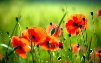Red Poppy Wallpaper
