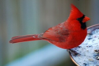 Cardinal Birds Wallpaper