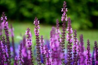 Lilac Purple Lavender Bokeh Photo HD Wallpaper Plant Nature