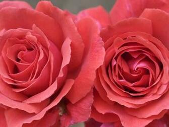 Top Desktop Roses Wallpaper HD Rose Zoom Pink Jpg