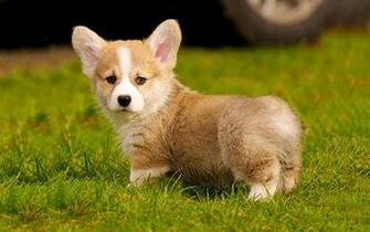 Kb Collection Dog Tags Corgi Puppies Animal Baby Pet Tweet