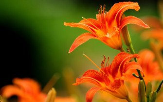Orange Floral Wallpaper