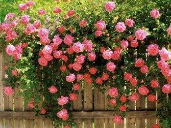 To Wallpaper Just Right Click On Pictures And Select Save