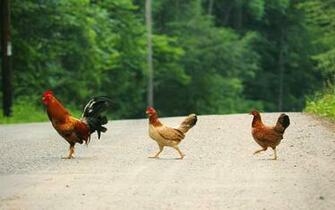 The Chicken Cross Road Computer Wallpaper Desktop Background