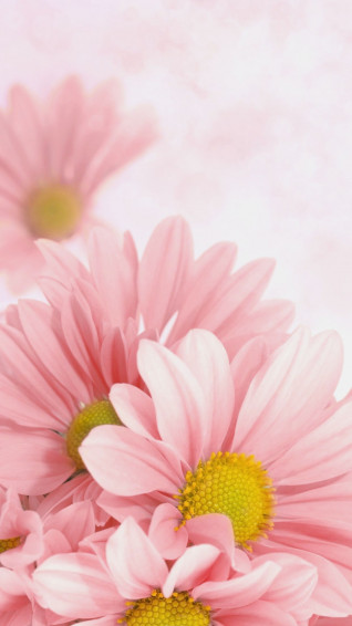 Daisy Aesthetic Wallpaper On