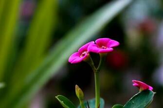High Resolution Wallpaper For Your Windows Phone iPhone And Android