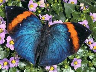 Wallpaper About Flowers And A Butterfly Blue Is