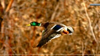 Mallard Duck Wallpaper